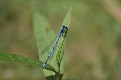 Close-up of damselfly on leaf against blurred background