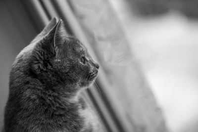 Close-up of a cat looking away