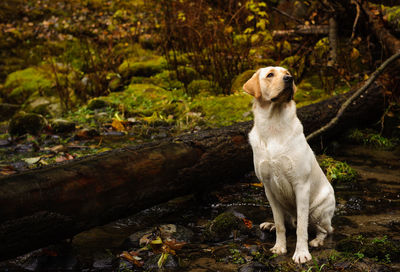 Portrait of a dog sitting on rock