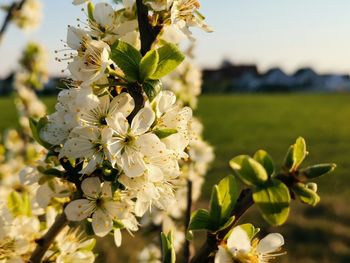 Close-up of white flowering plant