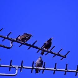 Low angle view of birds perching on metal against blue sky