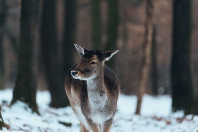 Deer in winter forest