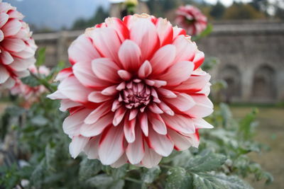 Close-up of flower blooming outdoors