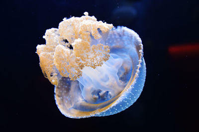 Close-up of over black background