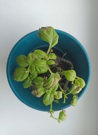 High angle view of potted plant against white background