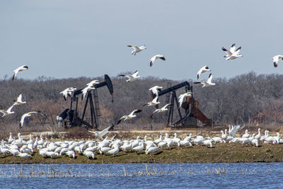 Birds flying over lake