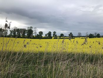 Rapeseed fields