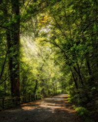 Dirt road amidst trees in forest
