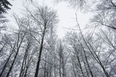 Low angle view of bare trees against sky