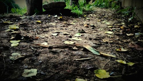 Leaves on ground