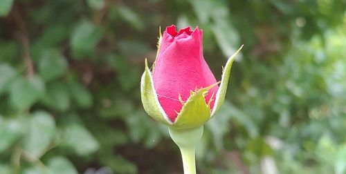 Close-up of pink flower bud