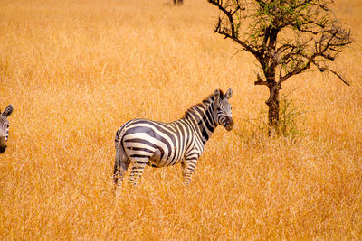 View of a zebra on landscape