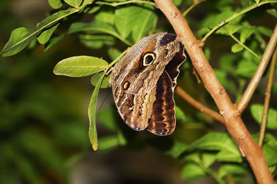 Close-up of butterfly on leaf