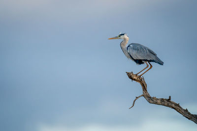 Grey heron