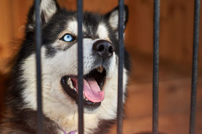 Close-up of dog looking away