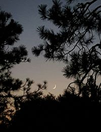 Low angle view of silhouette trees against sky