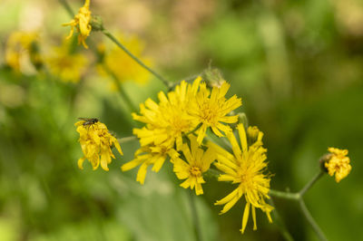 Close-up of insect on yellow flower