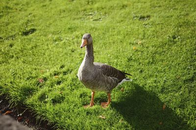 Duck standing in a field