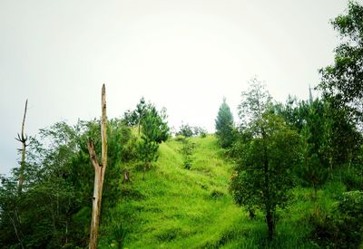 Low angle view of trees against clear sky