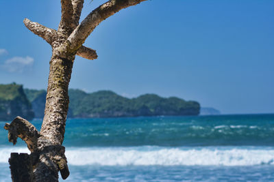 Dead tree on beach against clear sky