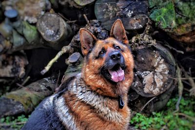 Close-up portrait of a dog