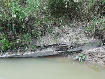 Scenic view of waterfall in forest