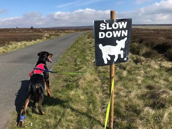 Rear view of dog on road