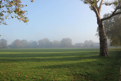 Scenic view of grassy field against clear sky