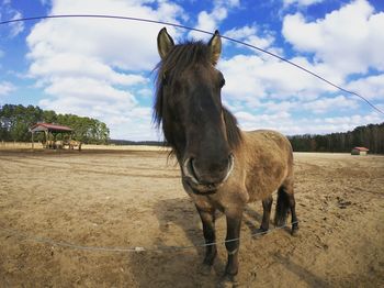 Horse standing on field against sky