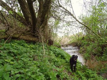 Dog in forest