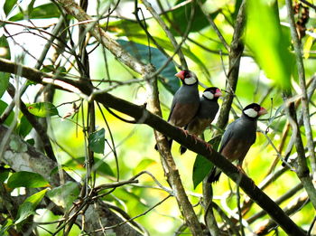 Low angle view of bird perching on tree