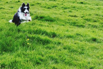 Dog standing on grassy field