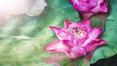 High angle view of pink lotus water lily