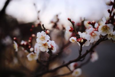 Close-up of cherry blossom