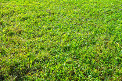 Full frame shot of green plants on field