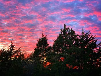Low angle view of silhouette trees against sky during sunset