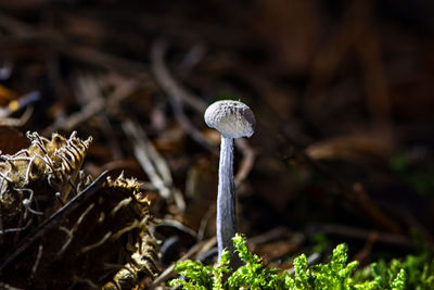 Close-up of mushroom growing on field