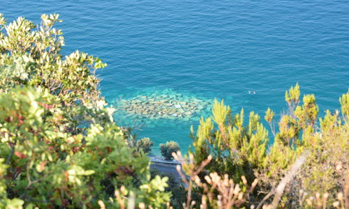 High angle view of plants on beach