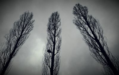 Low angle view of plants against sky