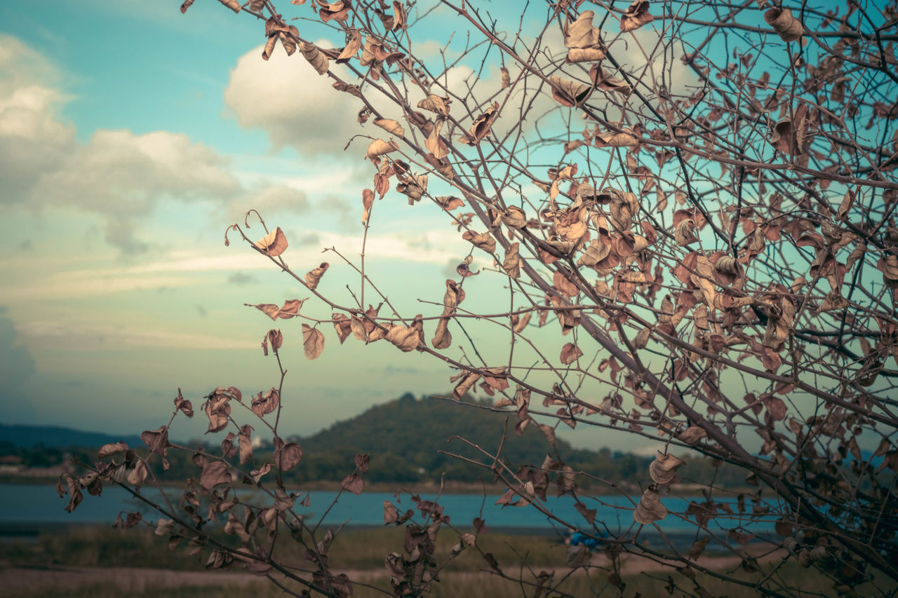 VIEW OF FLOWERING PLANTS AGAINST SKY