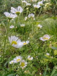 Close-up of white flowering plant