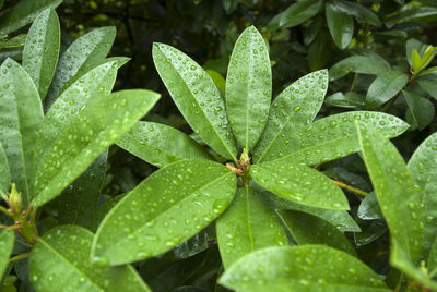 Close-up of wet plant