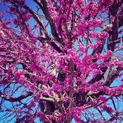 Low angle view of pink flowers