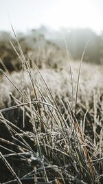 Close-up of dried plant on field