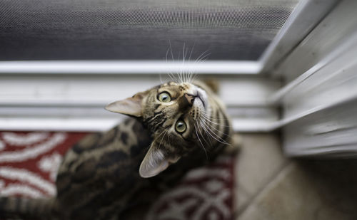 High angle portrait of cat