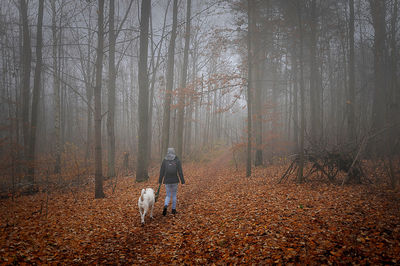 Rear view of dog walking in forest during autumn