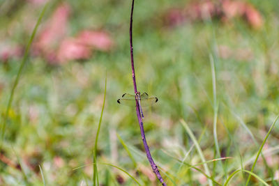 Close-up of insect on plant