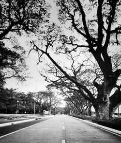 Empty road along trees