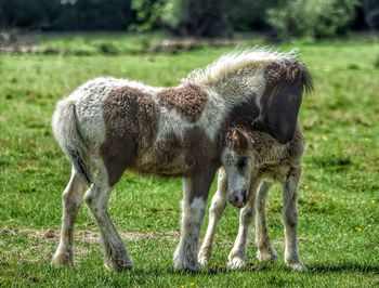 Horse grazing on field