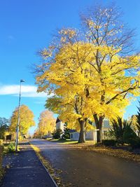 Yellow flower tree by road against sky